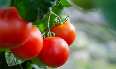 Tomaten ausbrechen - eine Anleitung