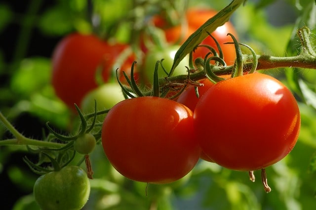 Tomaten mit Brennnesseln mulchen