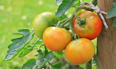 Tomaten stützen - ab wann ist es notwendig