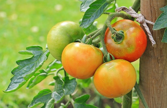 Tomaten stützen - ab wann ist es notwendig