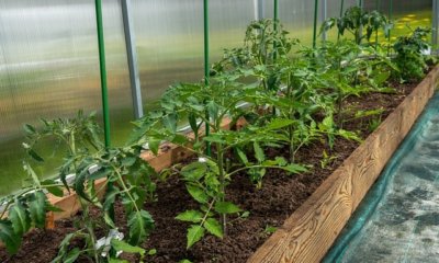 Tomaten umpflanzen - So klappt es!