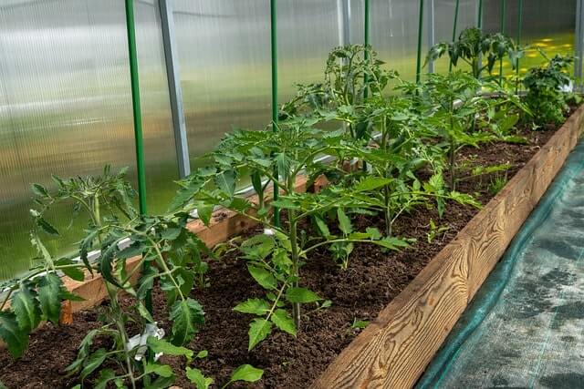 Tomaten umpflanzen - So klappt es!
