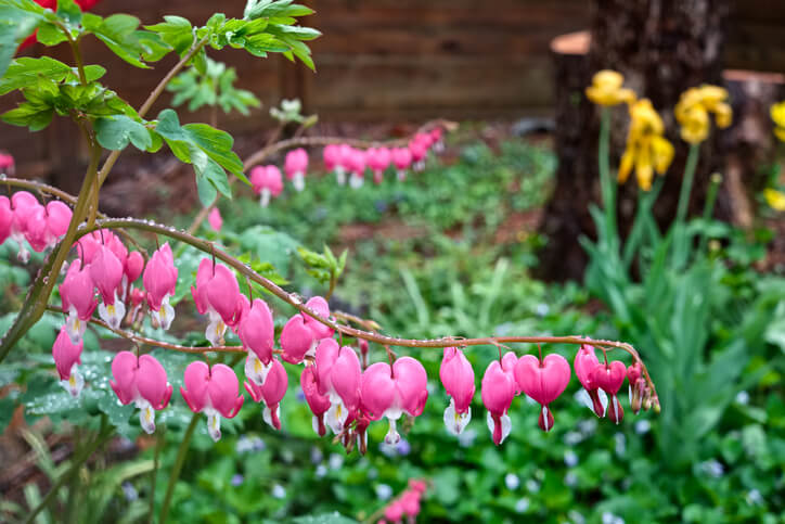 Tränendes Herz im Garten anpflanzen