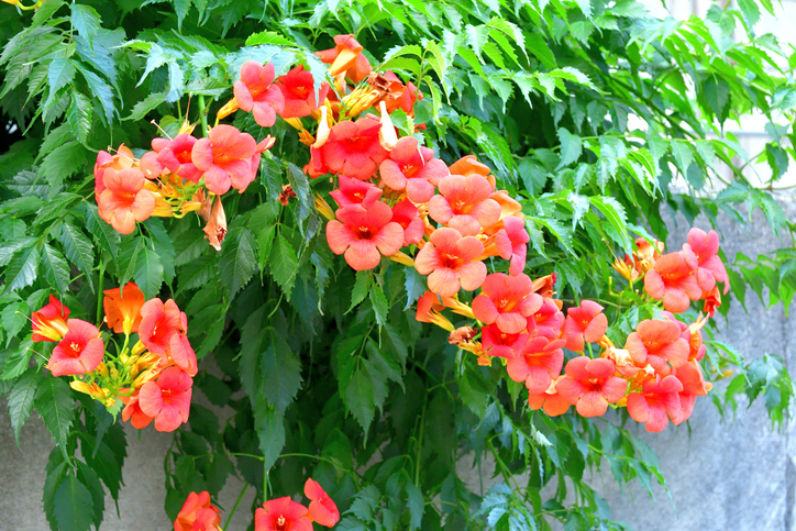 Trompetenblume im heimischen Garten ansiedeln