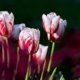 Tulpen pflegen - wie viel Wasser brauchen sie