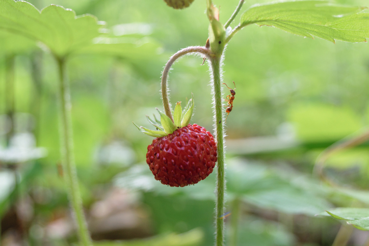 Ursache des Ameisenbefalls
