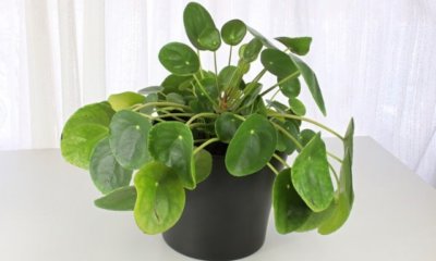 Verschiedene Arten von Pilea