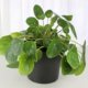 Verschiedene Arten von Pilea