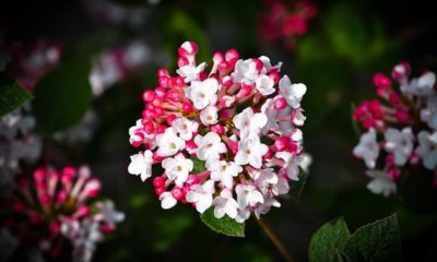 Viburnum Tinus Ist der Mittelmeer Schneeball winterhart
