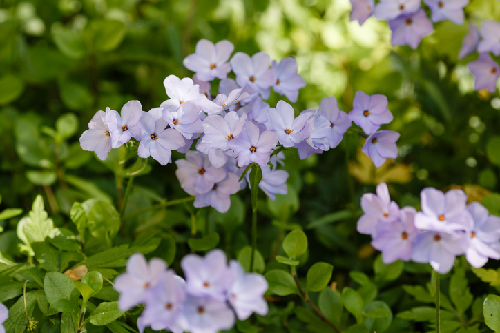Wander-Phlox (Phlox stolonifera)
