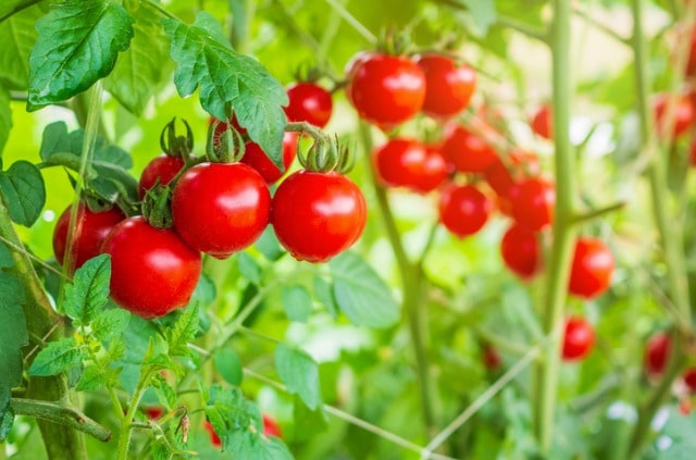 Wann beginnt die Erntezeit der Tomaten