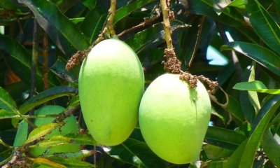 Wann ist die Mango reif - Daran erkennt man es
