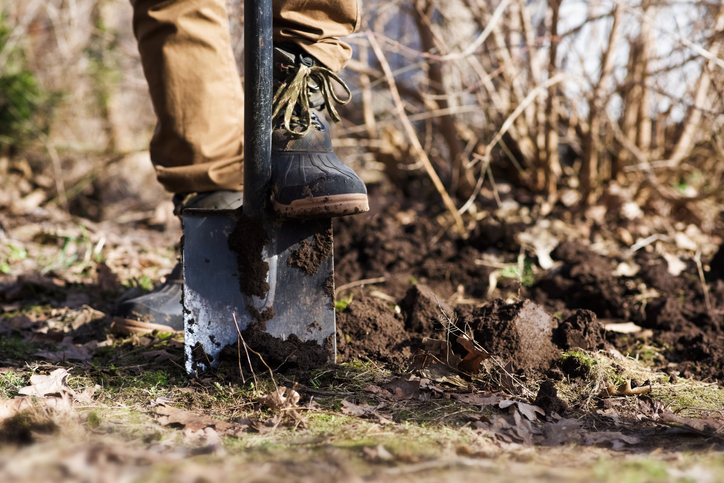 Wann ist die beste Zeit für das Ausgraben