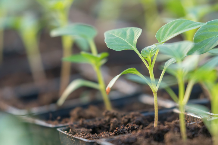 Wann und wie werden Paprika pikiert
