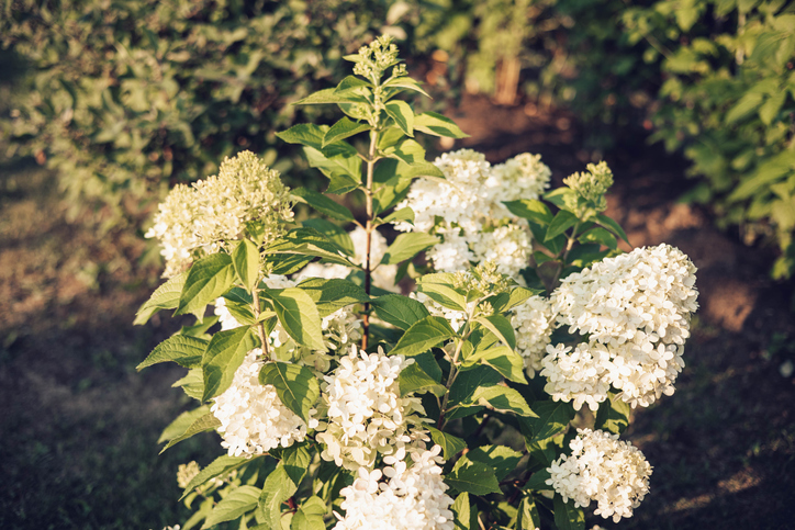 Wann wird eine Rispenhortensie geschnitten