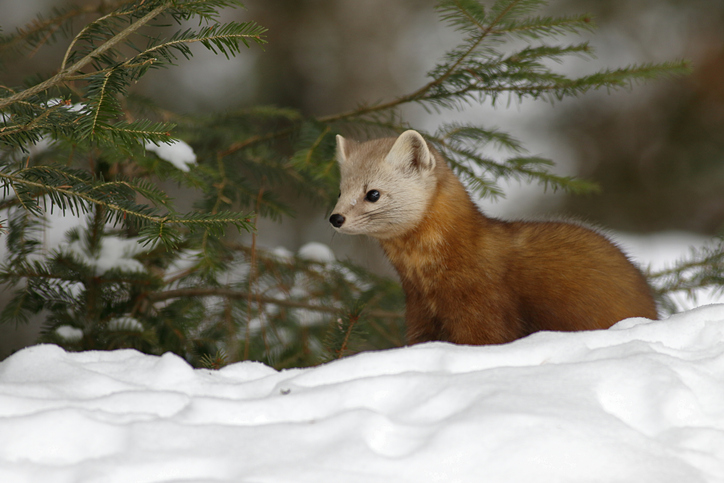 Was macht der Marder im Winter