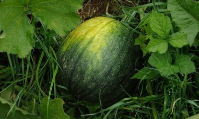 Wassermelone Wachstumsdauer und Anbautipps