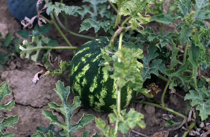 Wassermelonen richtig pflegen