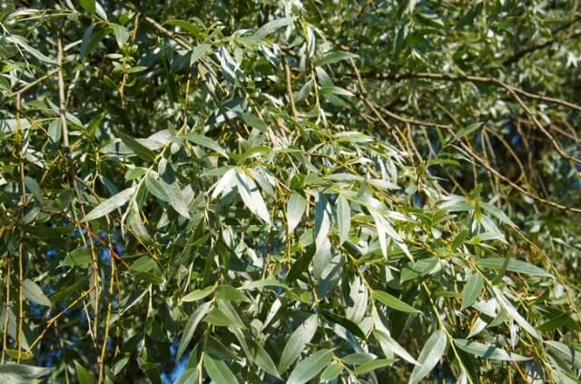 Weide richtig einpflanzen