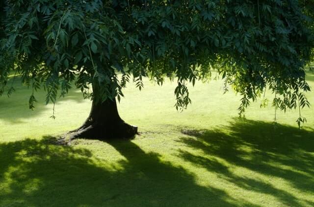 Weide wurzeln lassen - so ziehen Sie selber Weide