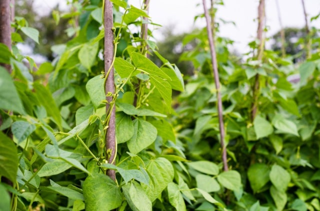 Welche Sorten von Stangenbohnen gibt es