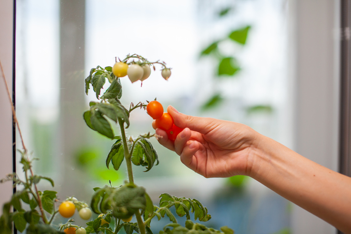 Welche Tomatensorten eignen sich für die Zucht auf der Fensterbank