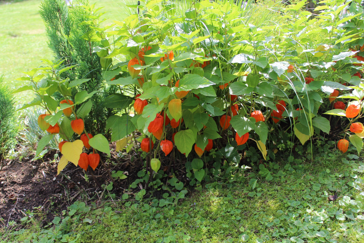 Welches Düngemittel ist geeignet