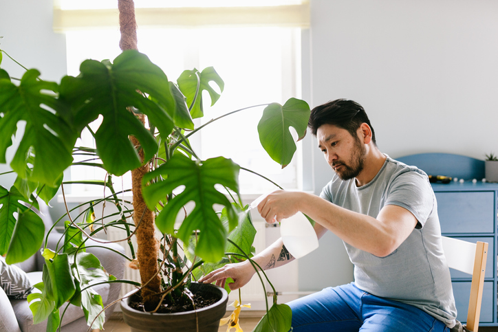 Wie gestaltet sich die Pflege der Monstera Deliciosa