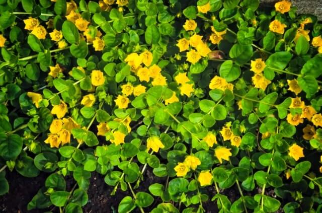 Wie giftig ist Pfennigkraut