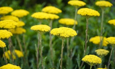 Wie giftig ist die Schafgarbe