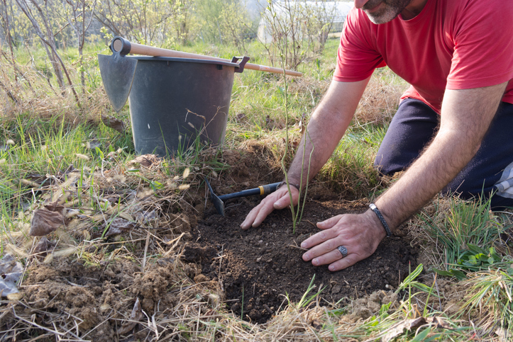 Wie man Heidelbeeren im Garten anpflanzt
