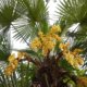 Wie oft blühen Palmen
