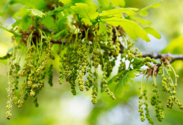 Wie sehen die Blüten aus