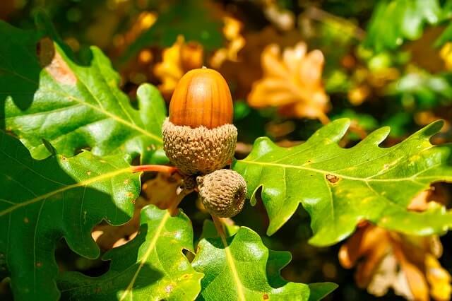 Wie sieht die Blüte der Eiche aus