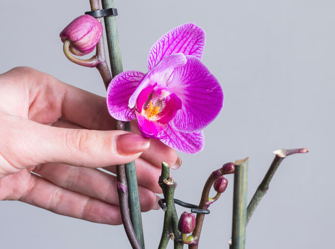 Wie sollten Orchideen Rispen abgeschnitten werden