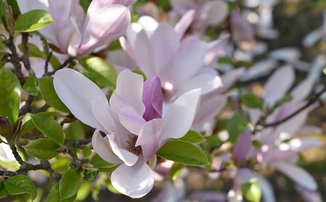 Wie wirkt der Duft der Magnolie