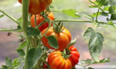 Wilde Tomaten - verschiedene Sorten im Überblick