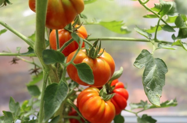 Wilde Tomaten - verschiedene Sorten im Überblick