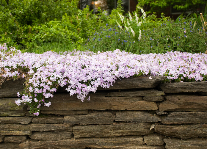 Wo kommt der Polsterphlox am besten zur Geltung