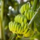 Woher kommen Bananen - Wissenswertes zu Herkunft & Export