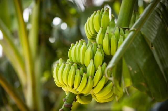 Woher kommen Bananen - Wissenswertes zu Herkunft & Export