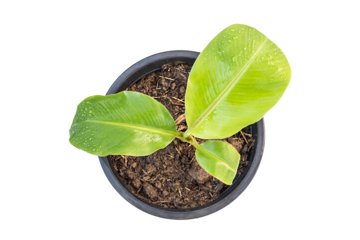 Zeitpunkt der Düngung