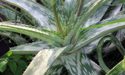 Aloe Vera Wurzeln im Wasser ziehen