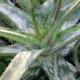 Aloe Vera Wurzeln im Wasser ziehen