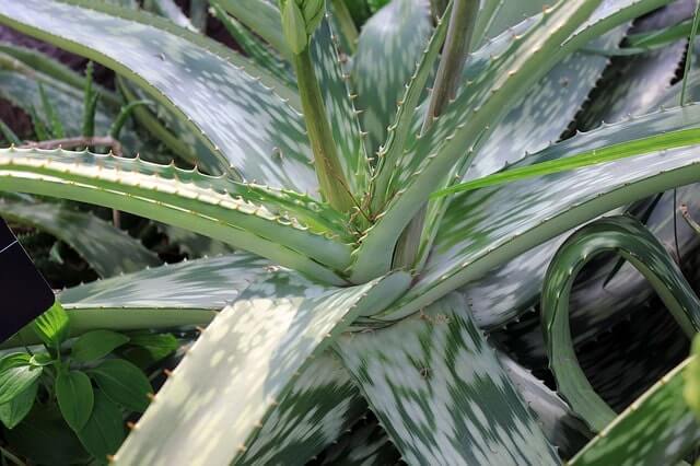 Aloe Vera Wurzeln im Wasser ziehen