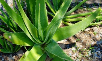 Aloe vera haltbar machen