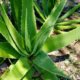 Aloe vera haltbar machen