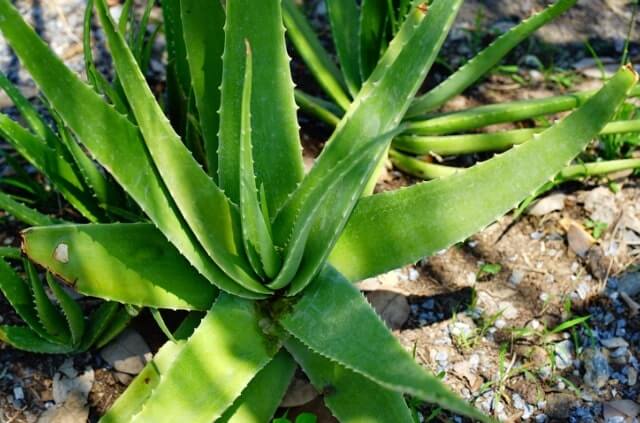 Aloe vera haltbar machen