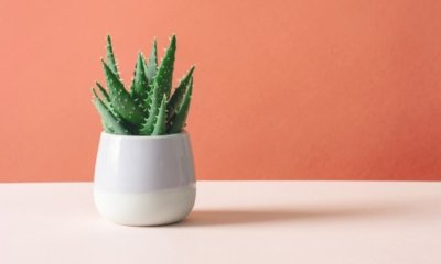 Aloe vera umtopfen - richtige Erde + Jahreszeit