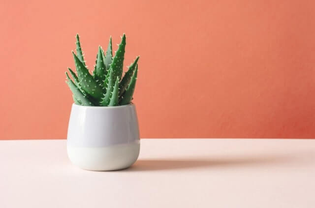 Aloe vera umtopfen - richtige Erde + Jahreszeit